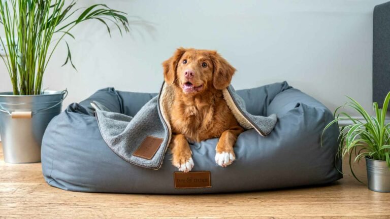 Happy brown dog smiling and sitting on a blue bed