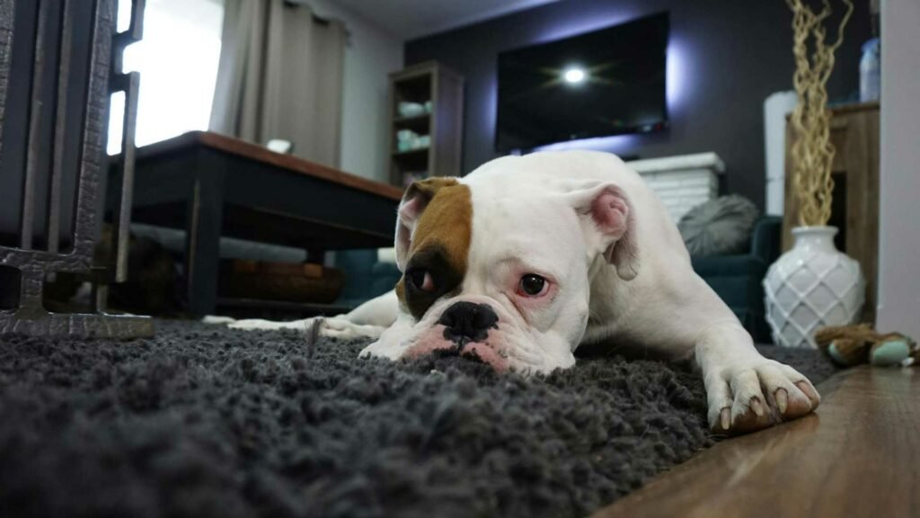 white dog lying on top of a gray carpet in the living room